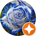 Amy Greenberg profile picture